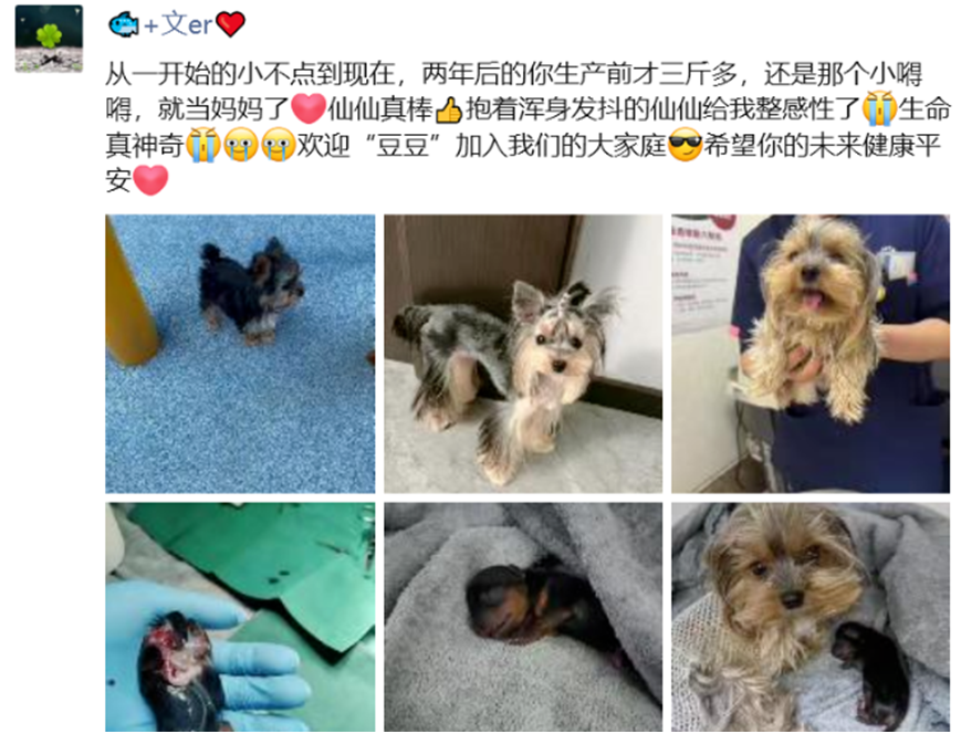 刘一手没给女孩买过包,只给董莹莹买包,文儿欢迎豆豆加入大家庭(图4)