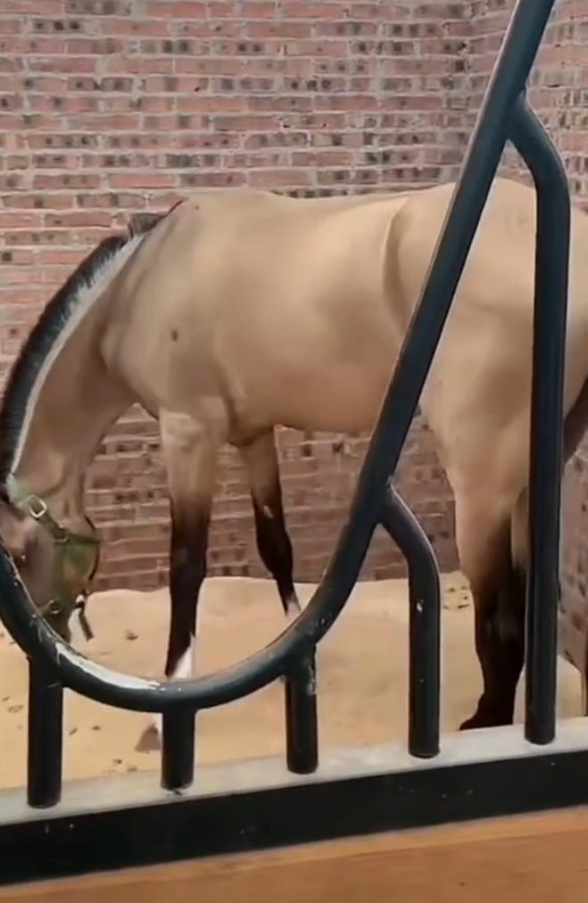 女方已怀孕，许华升婷婷不停正式官宣！天佑吐槽被李四拿马场架上了(图8)