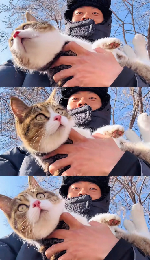 网红小猫悟空主人已谅解车主，牌牌琦被小伊伊嫌老？沉迷80年代老歌(图2)