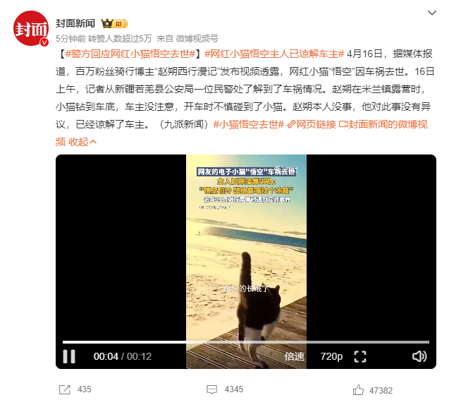 网红小猫悟空主人已谅解车主，牌牌琦被小伊伊嫌老？沉迷80年代老歌(图3)